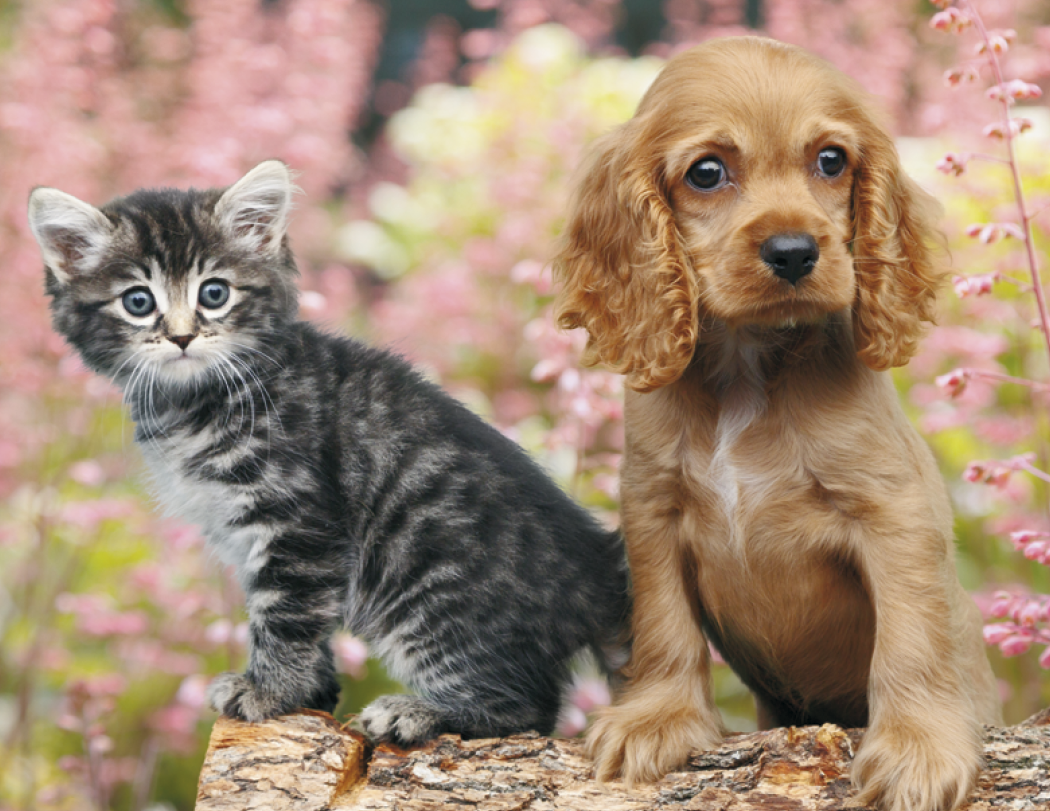 Good Value™ Puppies & Kittens - Stapled Calendar