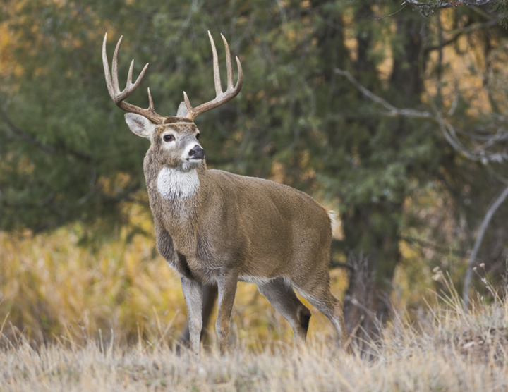 HotLine® Products Wildlife Appointment Calendar - Stapled