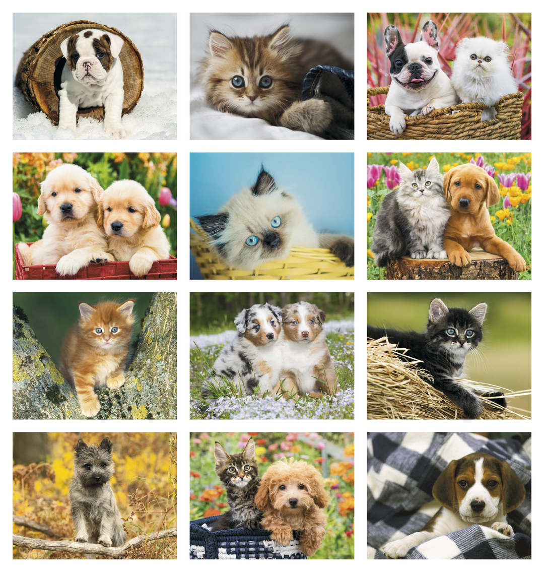 HotLine® Products Four Paws Appointment Calendar - Stapled