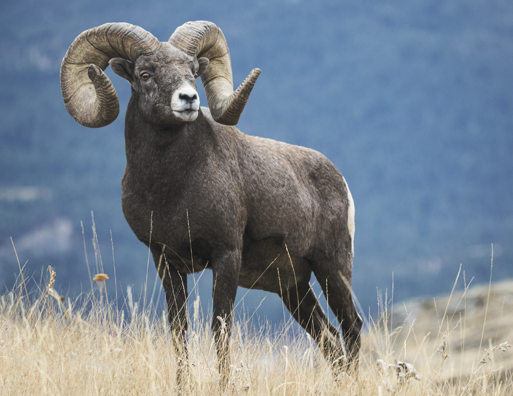 Good Value™ Wildlife Portraits - Stapled Calendar