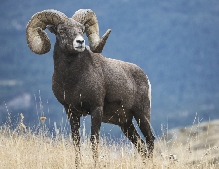 Good Value™ Wildlife Portraits - Spiral Calendar