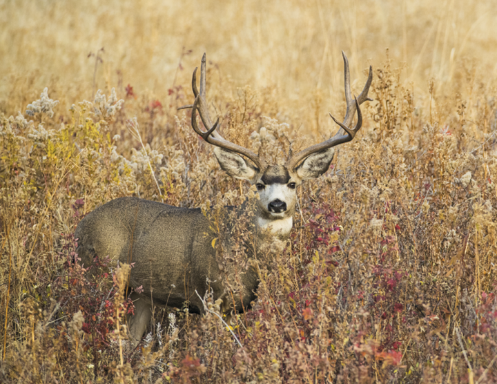 Good Value™ Wildlife Portraits - Stapled Calendar