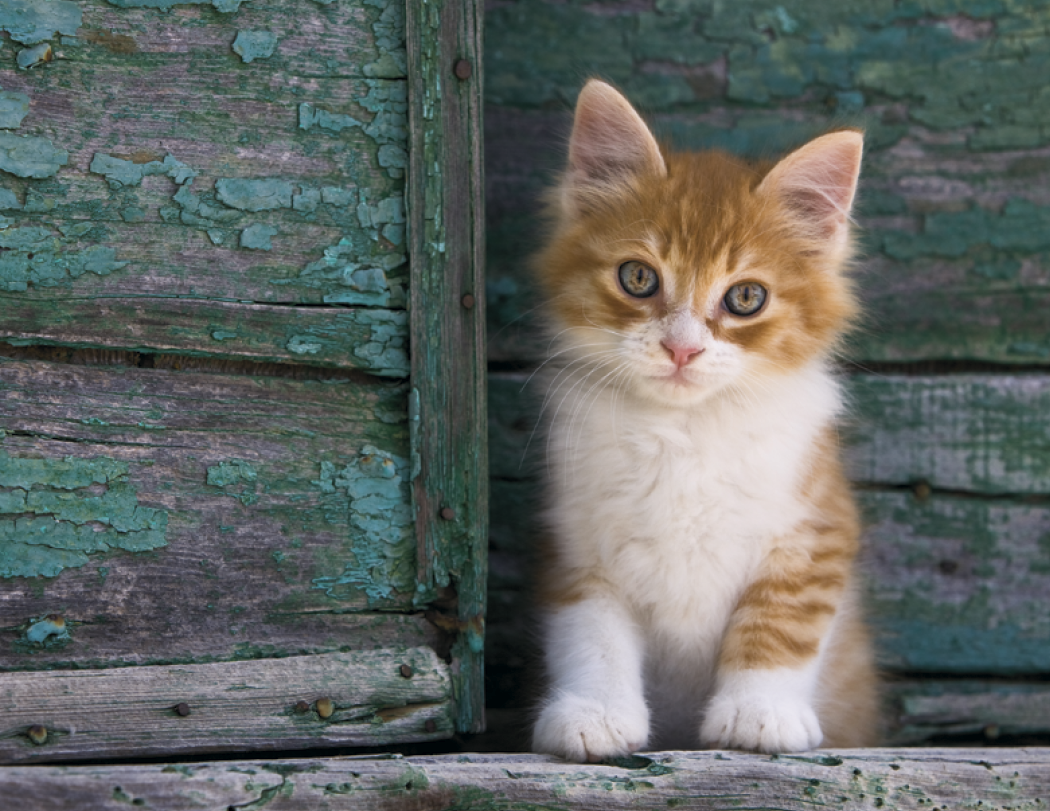 Good Value™ Puppies & Kittens - Spiral Calendar