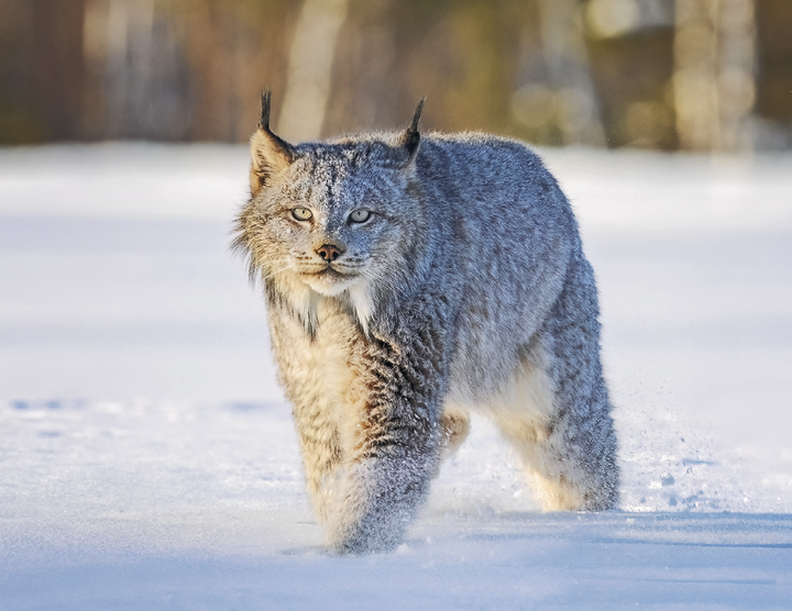 Triumph® Calendars North American Wildlife Calendar
