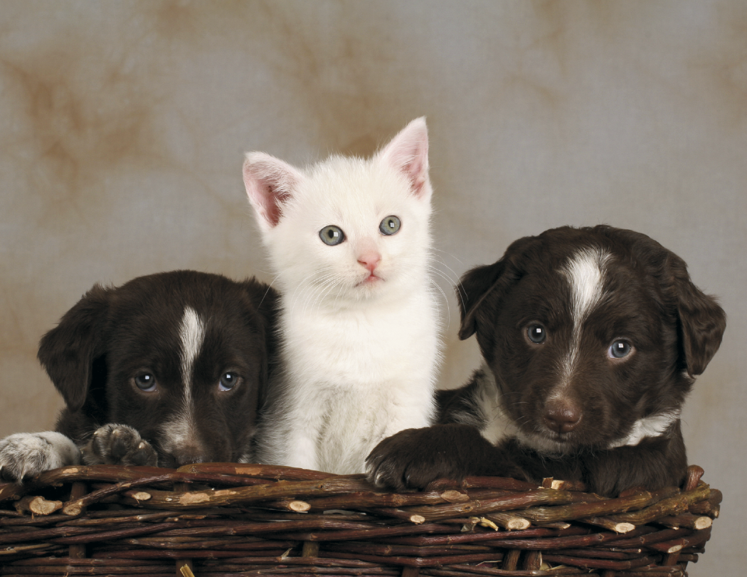 HotLine® Products Four Paws Appointment Calendar - Stapled