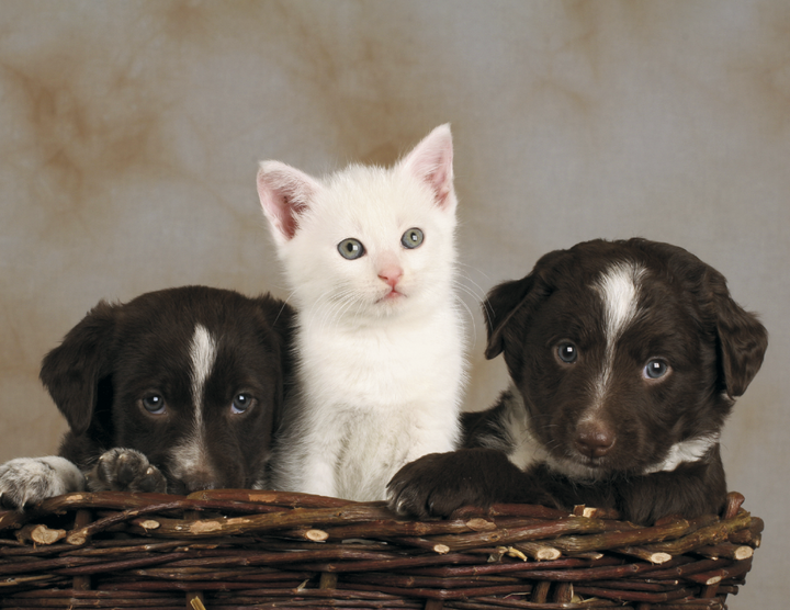 HotLine® Products Four Paws Appointment Calendar - Stapled