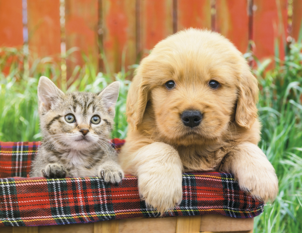 Good Value™ Puppies & Kittens - Stapled Calendar
