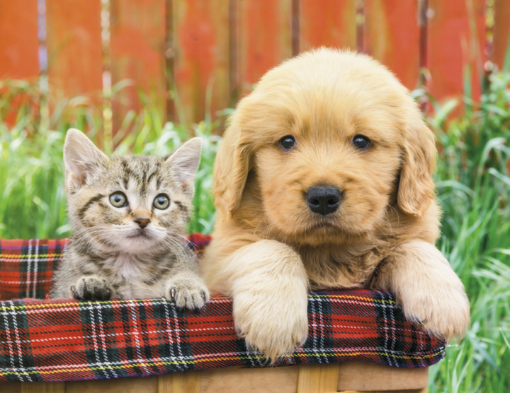 Good Value™ Puppies & Kittens - Stapled Calendar