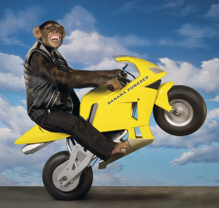 Triumph® Calendars Monkey Business Calendar