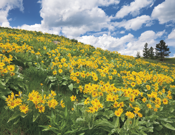 Triumph® Calendars Scenic Inspirations Calendar