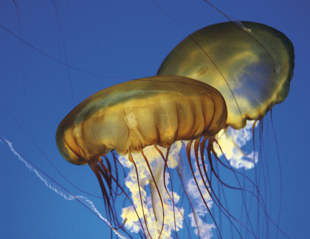 Good Value™ Ocean Glory - Stapled Calendar