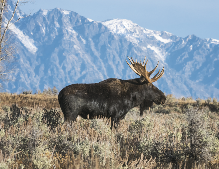 Triumph® Calendars North American Wildlife Calendar