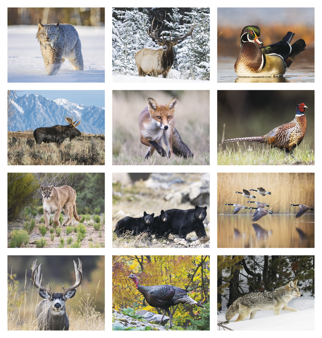 Triumph® Calendars North American Wildlife Calendar