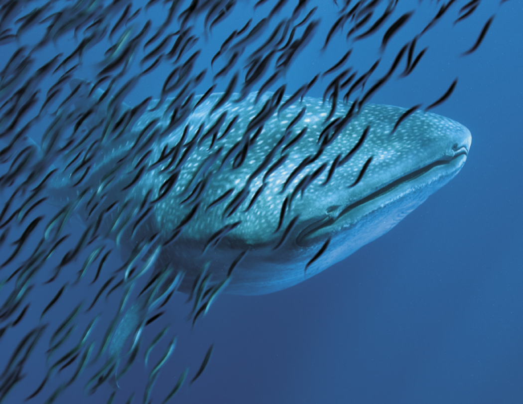 Good Value™ Ocean Glory - Stapled Calendar