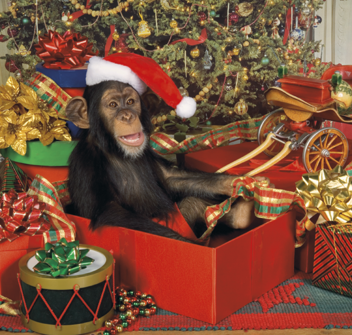 Triumph® Calendars Monkey Business Calendar