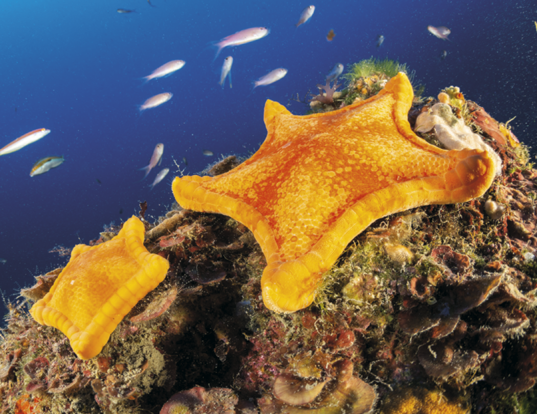 Good Value™ Ocean Glory - Stapled Calendar