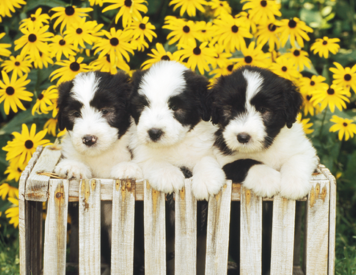 Good Value™ Puppies & Kittens - Stapled Calendar