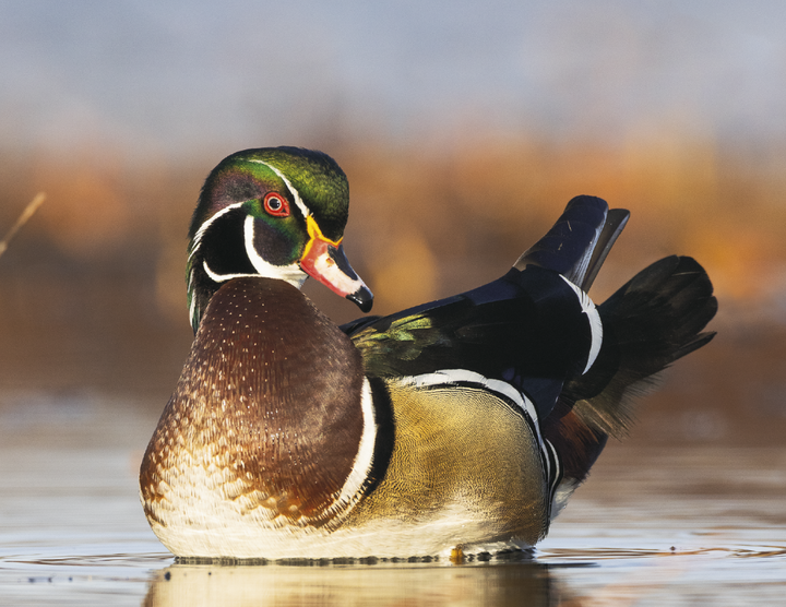 Triumph® Calendars North American Wildlife Calendar