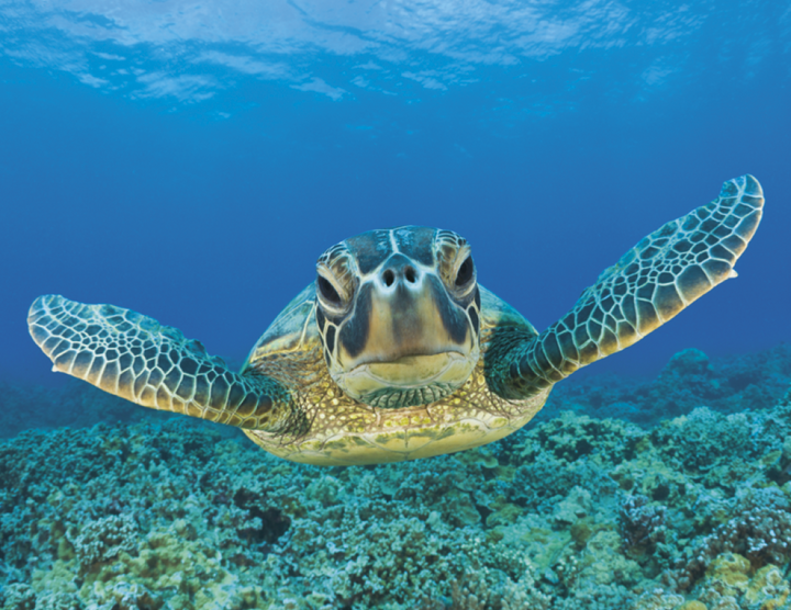 Good Value™ Ocean Glory - Spiral Calendar