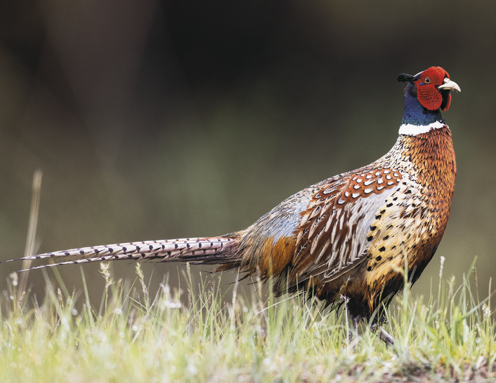 Triumph® Calendars North American Wildlife Calendar