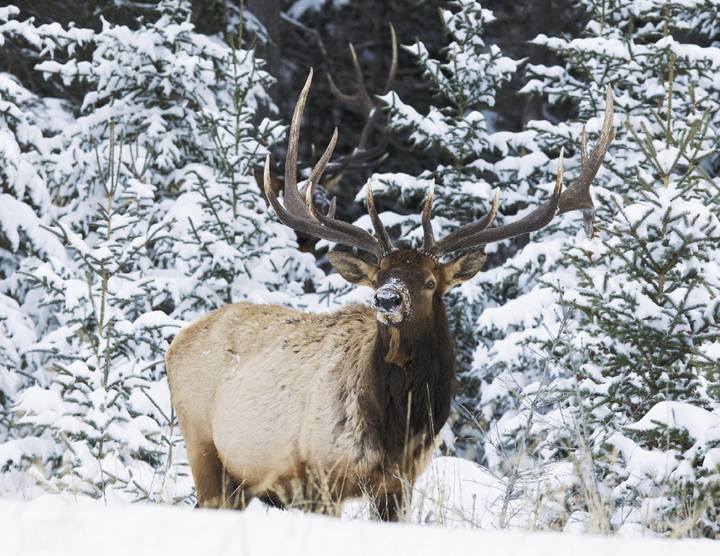 Triumph® Calendars North American Wildlife Calendar