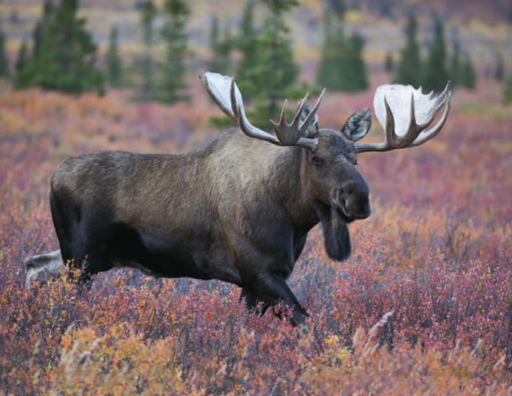 Good Value™ Wildlife Portraits - Spiral Calendar
