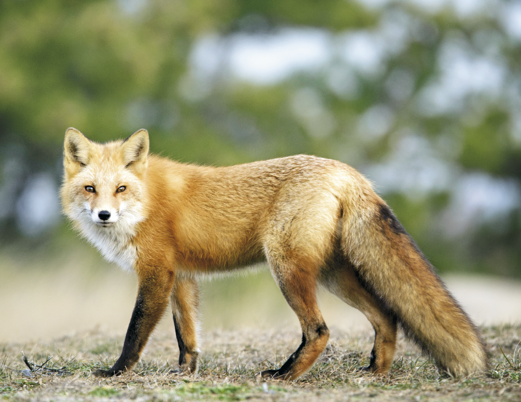 HotLine® Products Wildlife Appointment Calendar - Stapled