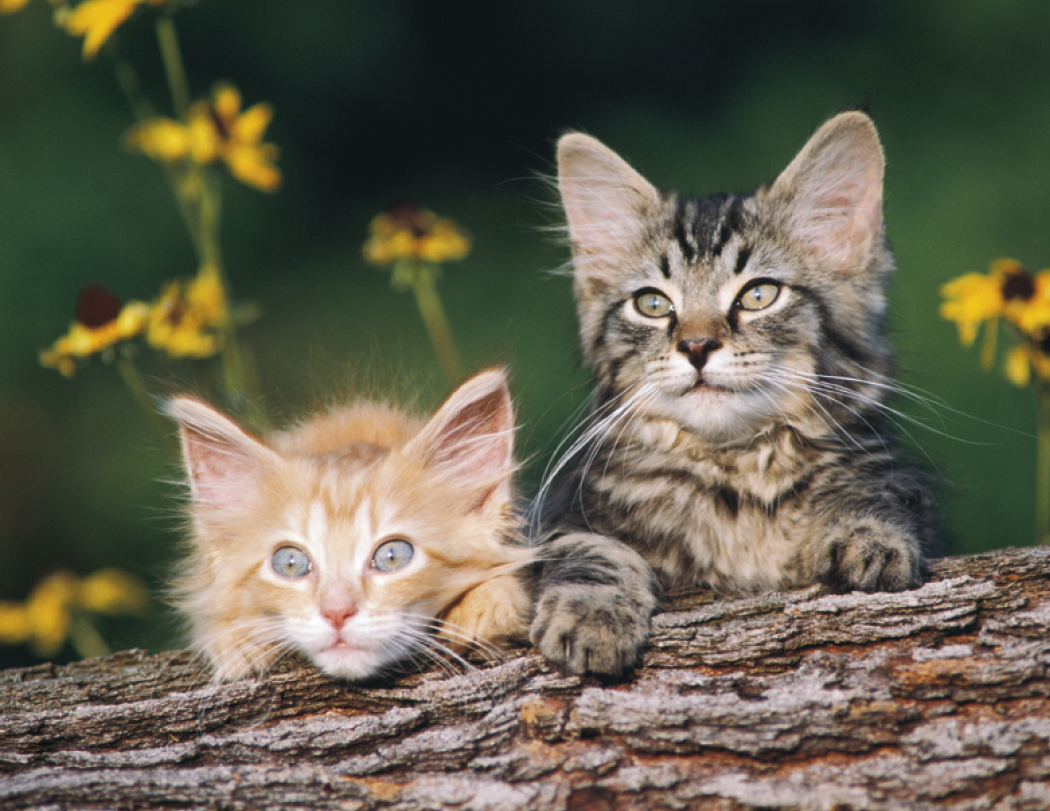 Good Value™ Puppies & Kittens - Stapled Calendar