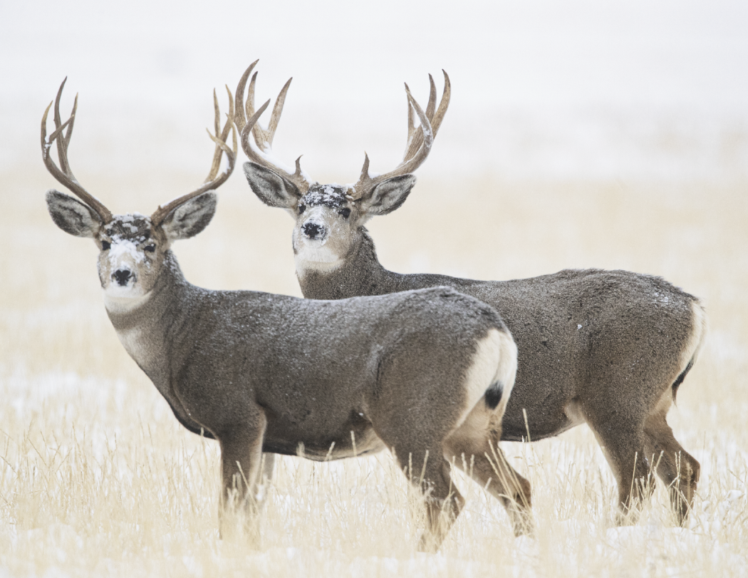 HotLine® Products Wildlife Appointment Calendar - Stapled