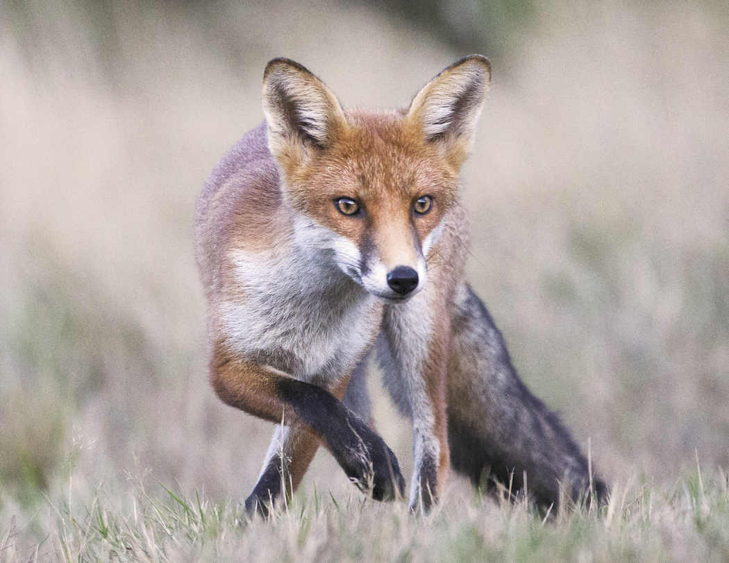Triumph® Calendars North American Wildlife Calendar