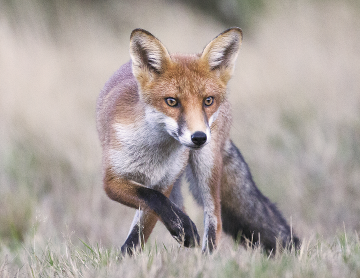 Triumph® Calendars North American Wildlife Calendar