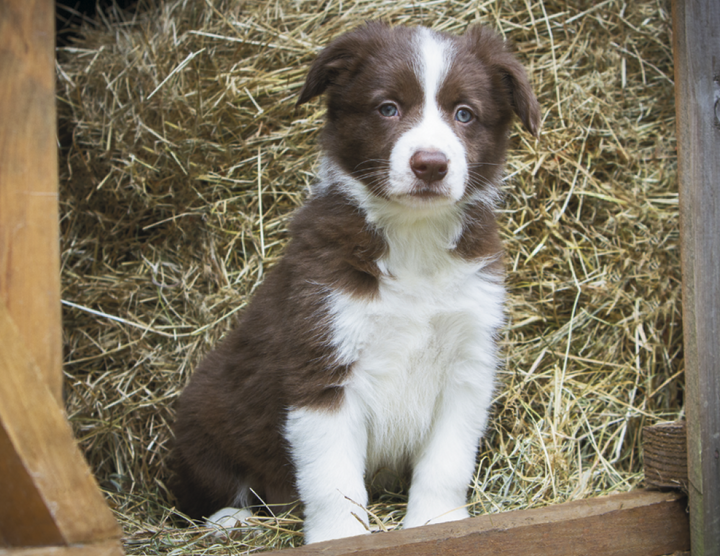 Good Value™ Puppies & Kittens - Stapled Calendar