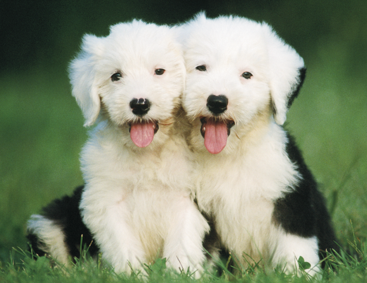 Good Value™ Puppies & Kittens - Stapled Calendar