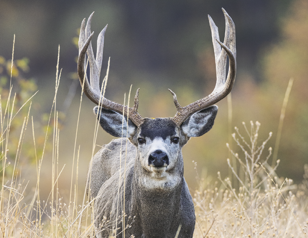 Triumph® Calendars North American Wildlife Calendar