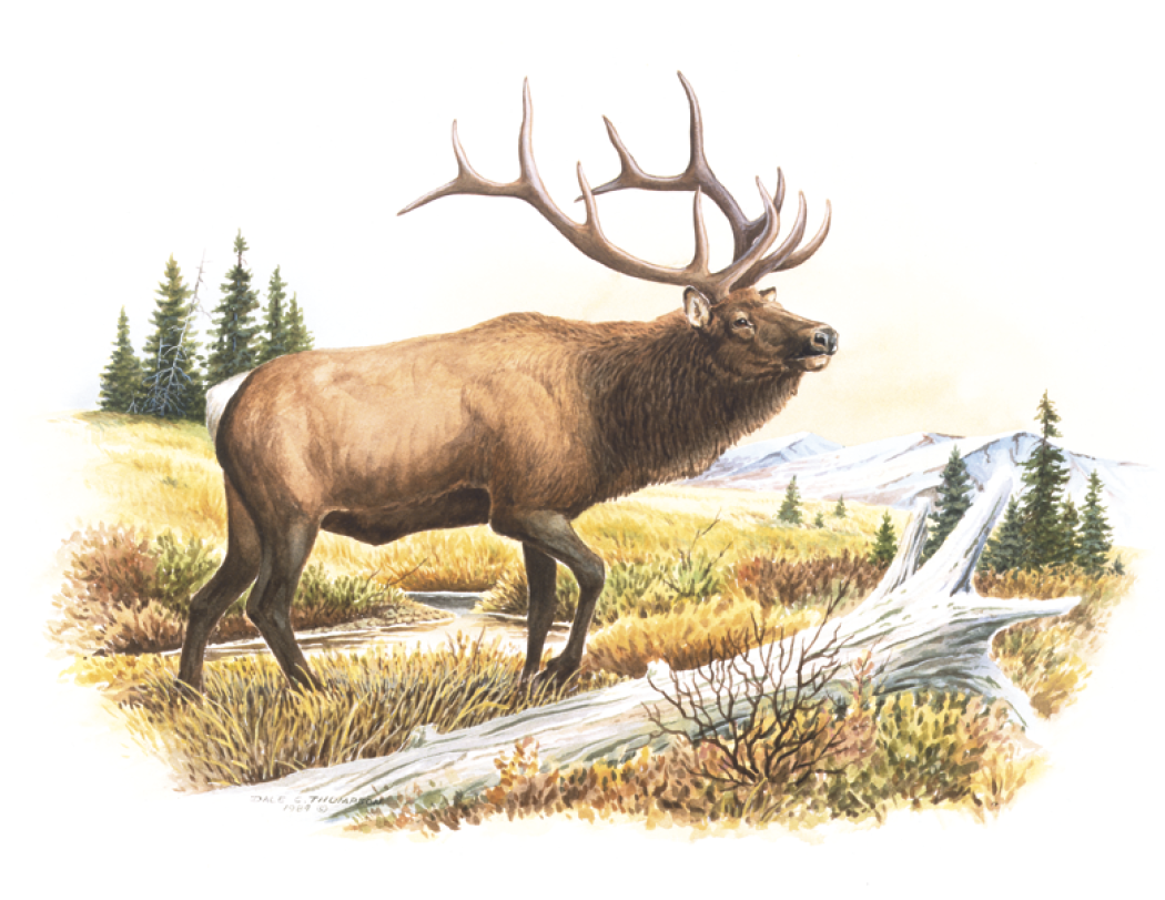 Good Value™ Wildlife Trek - Stapled Calendar