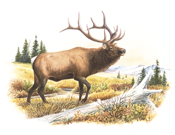 Good Value™ Wildlife Trek - Stapled Calendar