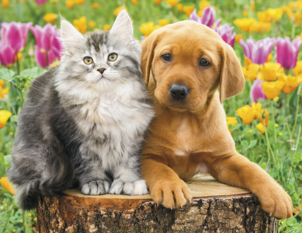 HotLine® Products Four Paws Appointment Calendar - Stapled