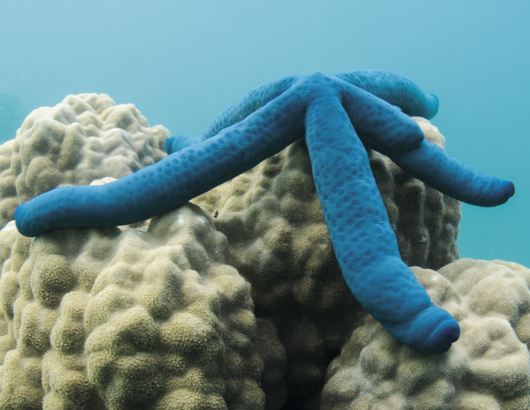 Good Value™ Ocean Glory - Stapled Calendar