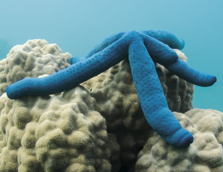 Good Value™ Ocean Glory - Stapled Calendar