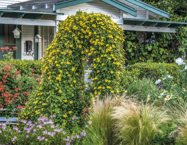 Good Value™ Garden Walk - Window Calendar