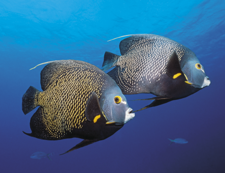 Good Value™ Ocean Glory - Stapled Calendar