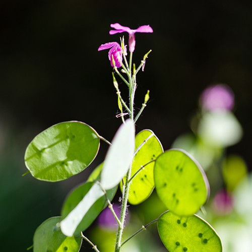 Bamboo Blossom Kit