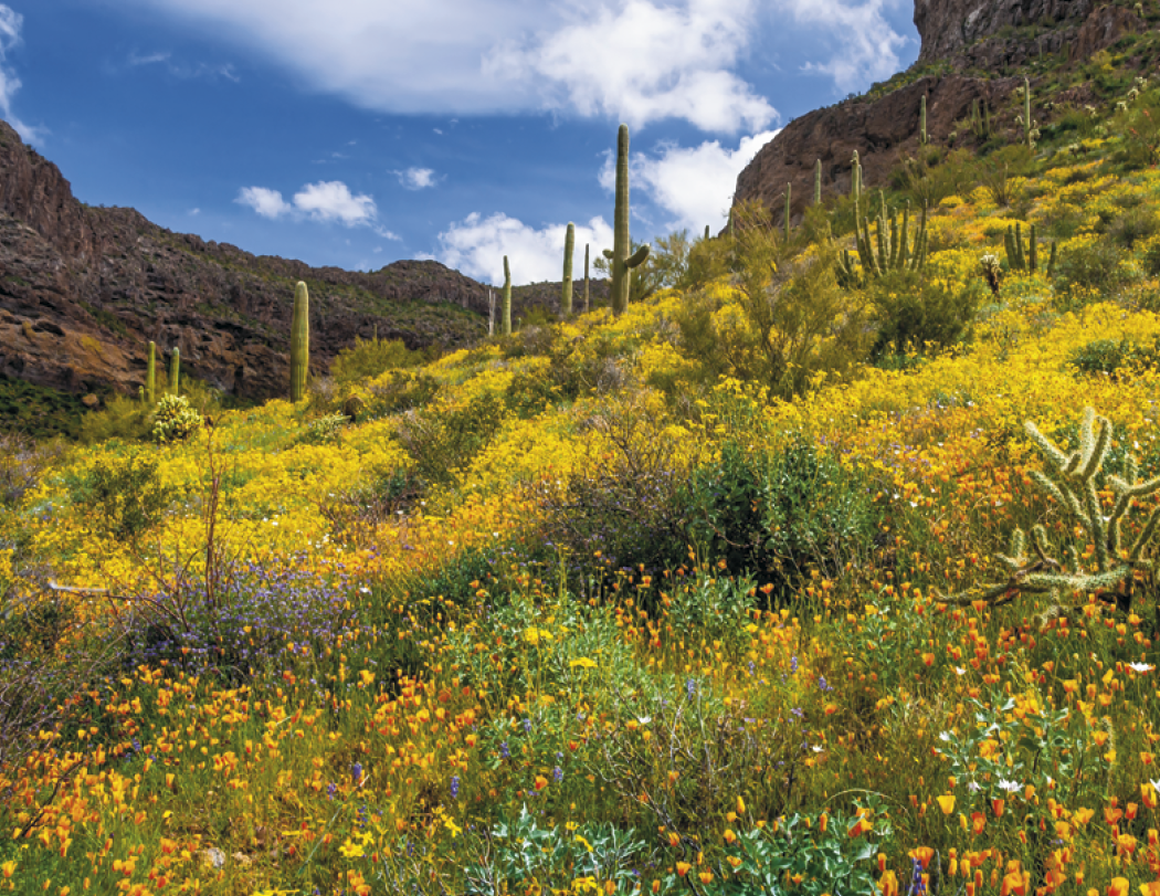 Triumph® Calendars American Splendor Calendar