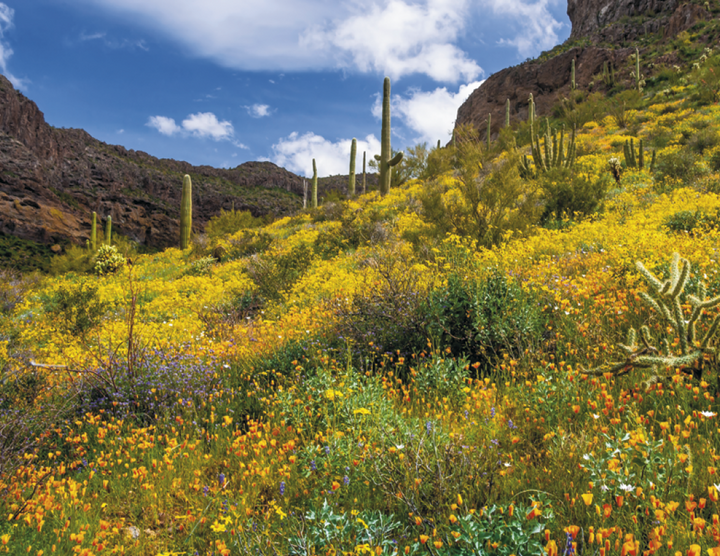 Triumph® Calendars American Splendor Calendar