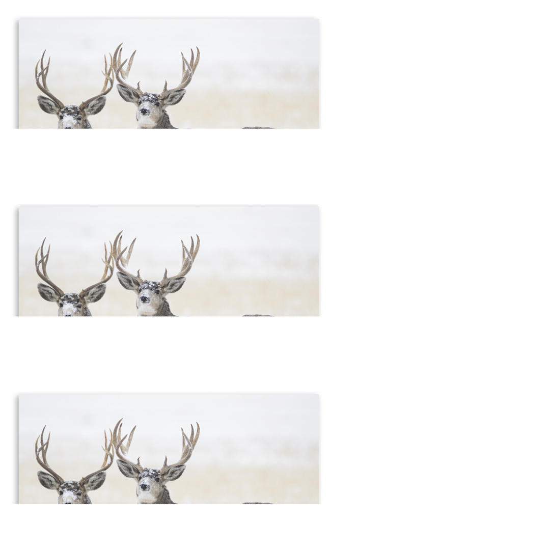 HotLine® Products Wildlife Appointment Calendar - Stapled