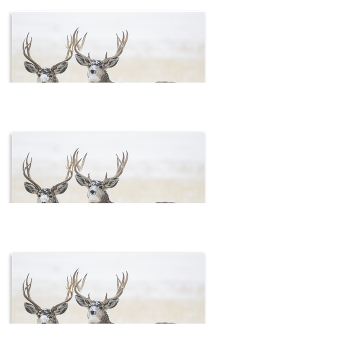 HotLine® Products Wildlife Appointment Calendar - Stapled