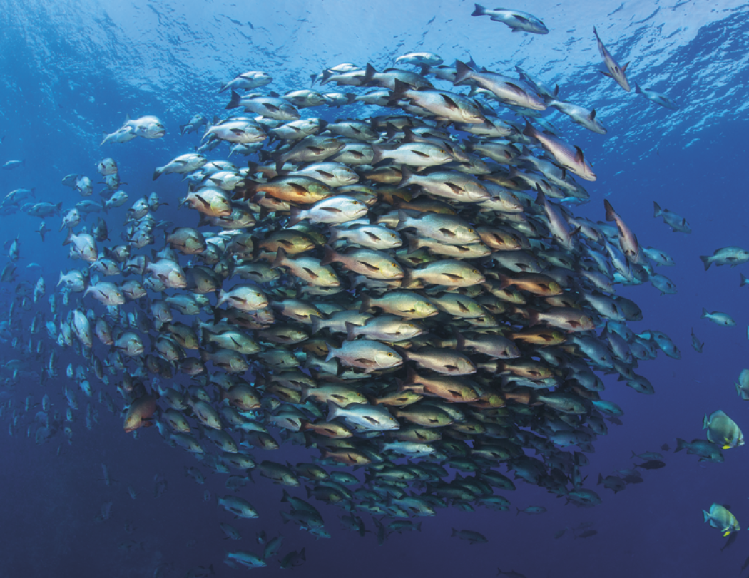 Good Value™ Ocean Glory - Stapled Calendar