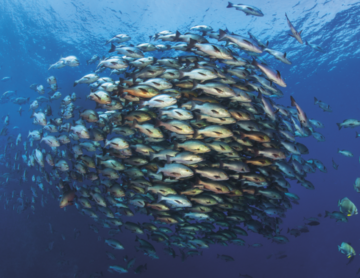 Good Value™ Ocean Glory - Stapled Calendar