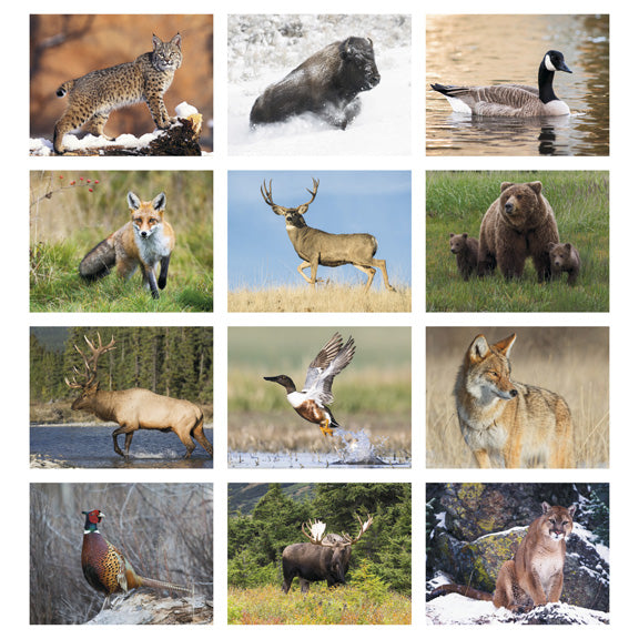 North American Wildlife 16 Month Wall Calendar