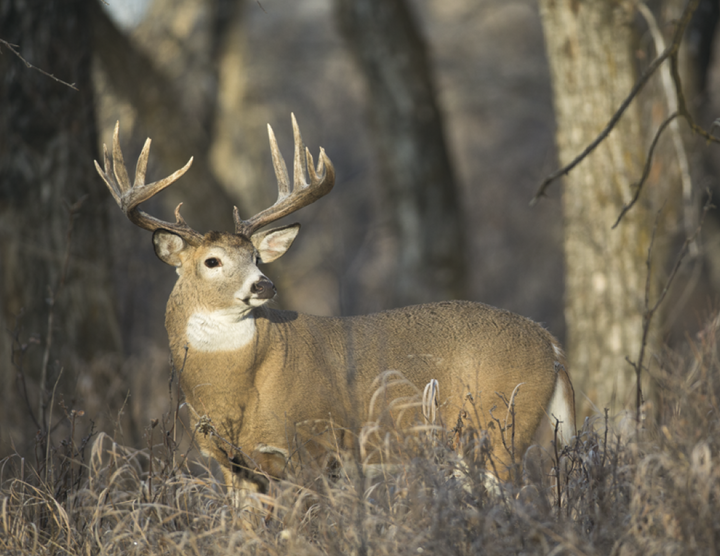 Good Value™ Wildlife Portraits - Stapled Calendar